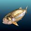 3d model trout