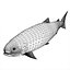 3d model trout