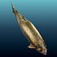 3d model trout