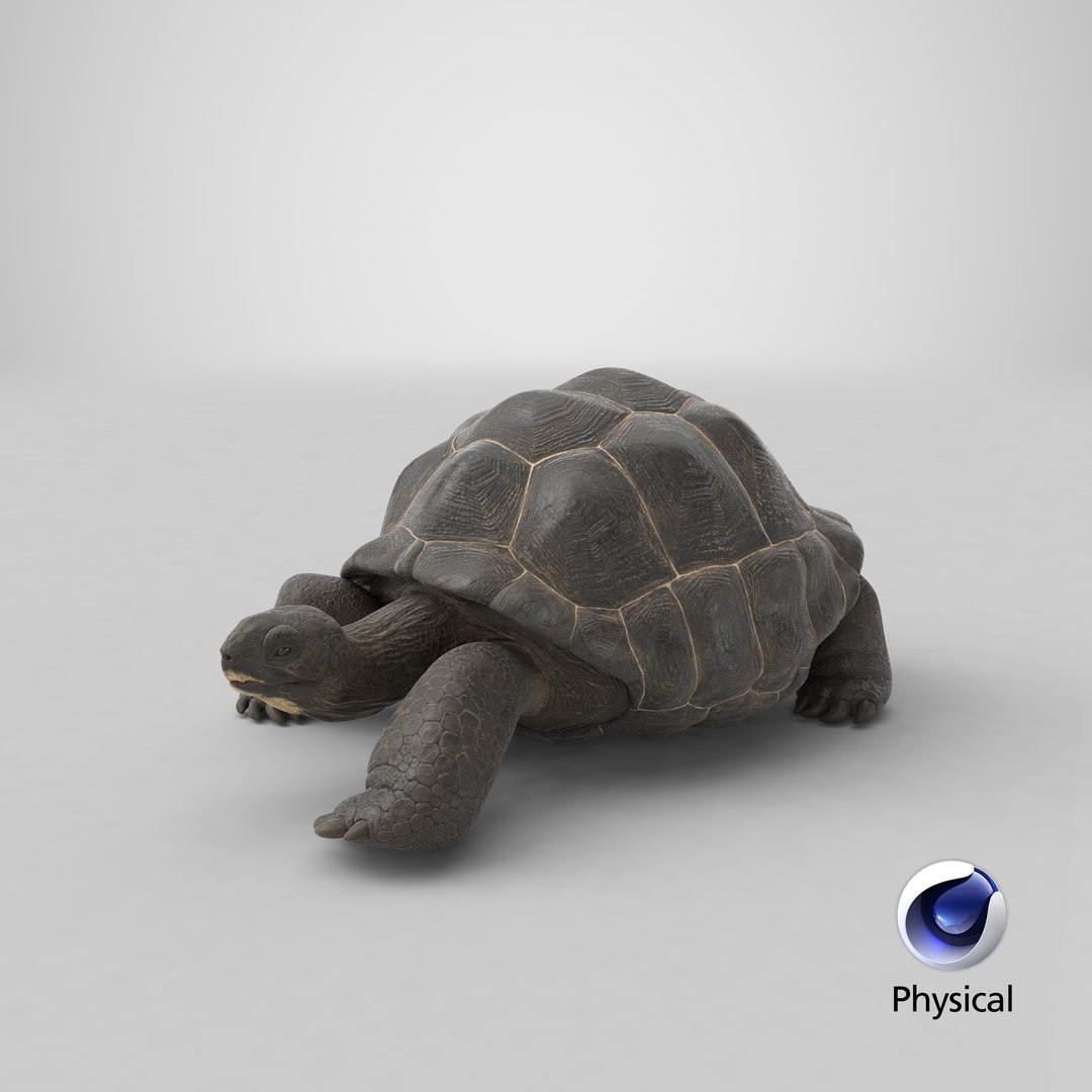 3D Giant Turtle Lying Down Pose https://p.turbosquid.com/ts-thumb/jg/Bbch7L/2E/stemcell_cinema_4d_physical_render/png/1705488748/1920x1080/fit_q87/83d9b4caebfc04b88aa911d5d4e57c9ba0970083/stemcell_cinema_4d_physical_render.jpg