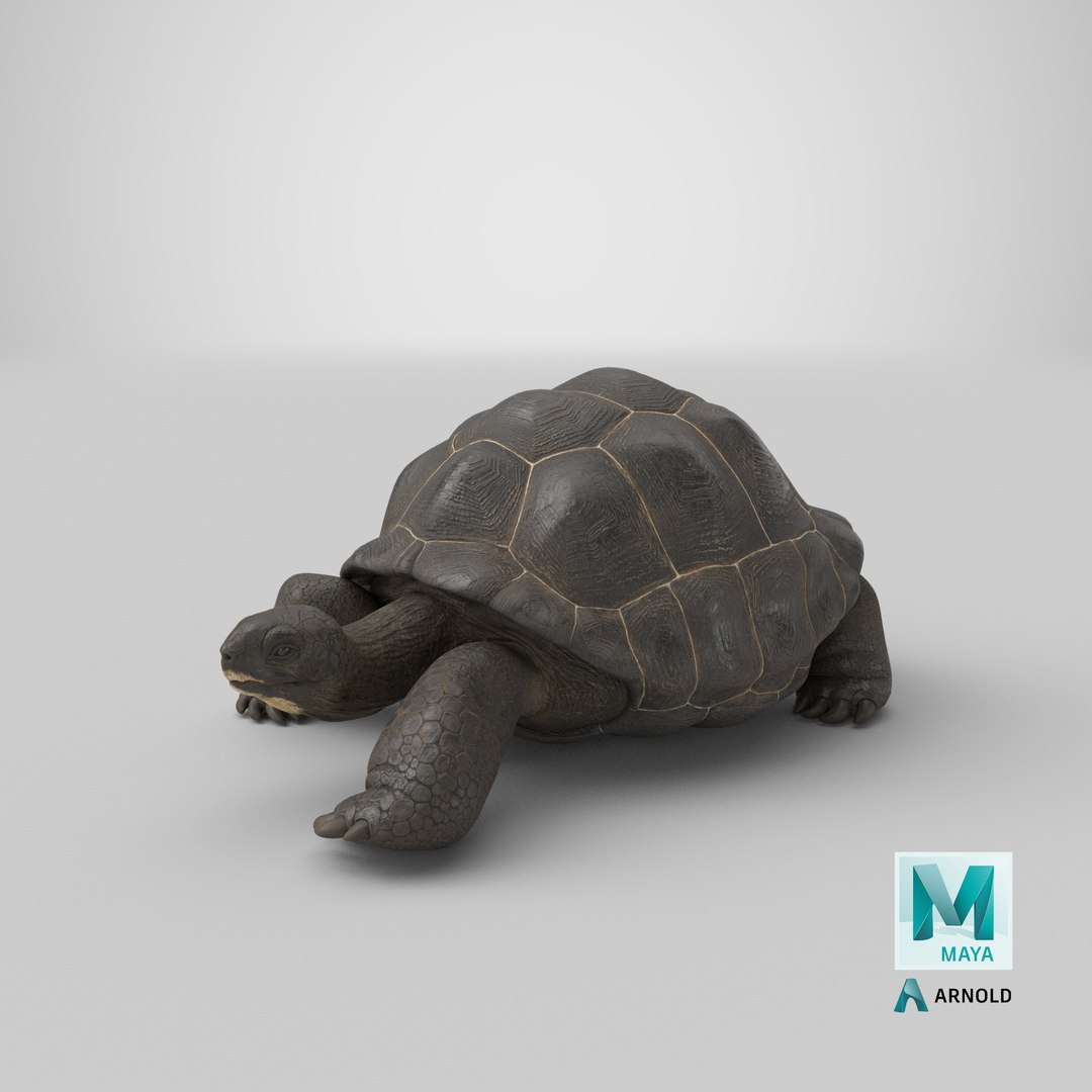 3D Giant Turtle Lying Down Pose https://p.turbosquid.com/ts-thumb/jg/Bbch7L/34/stemcell_maya_arnold_render/png/1705488736/1920x1080/fit_q87/ace282dfc3c982a4f0833c89b56f8b69618e5333/stemcell_maya_arnold_render.jpg