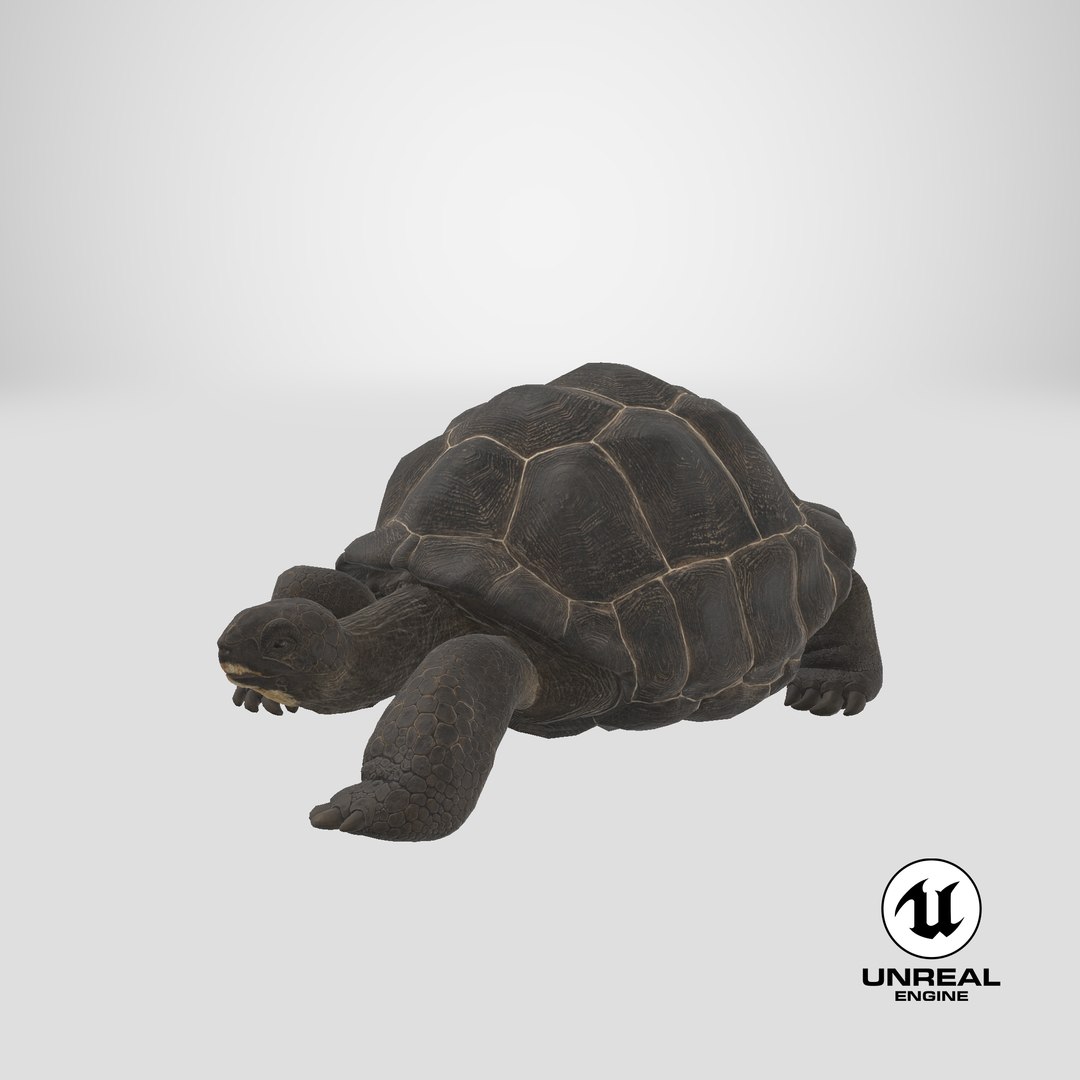 3D Giant Turtle Lying Down Pose https://p.turbosquid.com/ts-thumb/jg/Bbch7L/3e/stemcell_unreal_render/png/1705488742/1920x1080/fit_q87/a295ede2df9ab67984b133e7c32d2447c0f5199b/stemcell_unreal_render.jpg