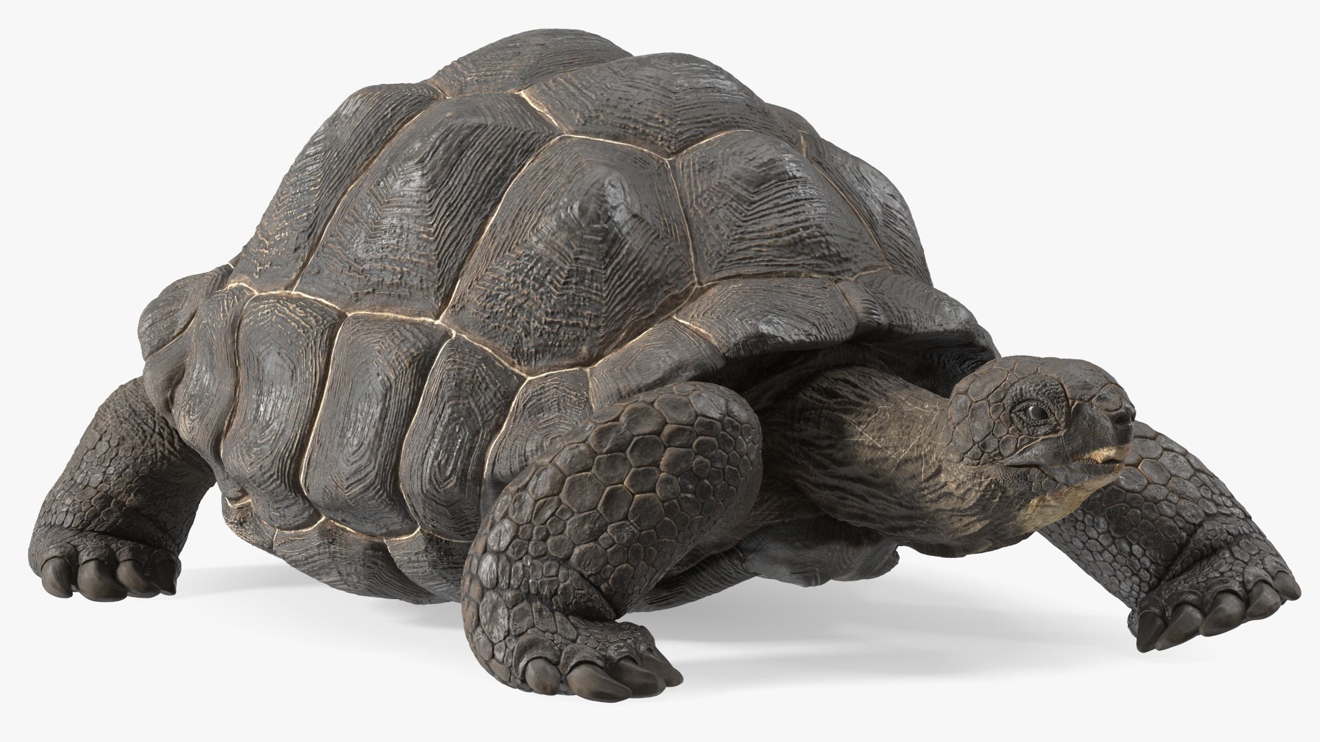 3D Giant Turtle Lying Down Pose https://p.turbosquid.com/ts-thumb/jg/Bbch7L/4z/giantturtlelyingdownpose3dmodel008/jpg/1692505963/1920x1080/fit_q87/e2cb5aff974948dbdc4d66a6ad16f8e25a55e2af/giantturtlelyingdownpose3dmodel008.jpg