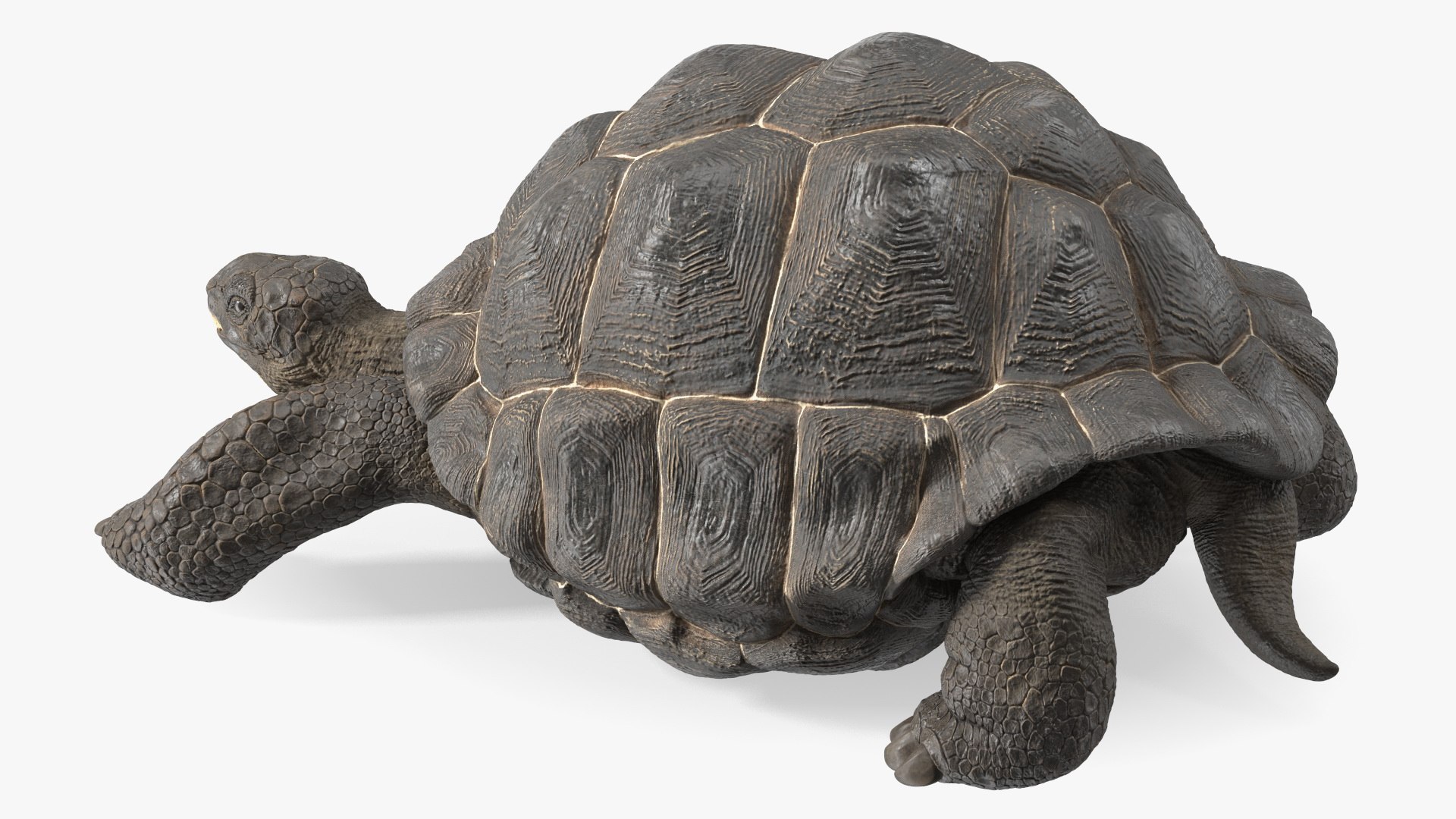 3D Giant Turtle Lying Down Pose https://p.turbosquid.com/ts-thumb/jg/Bbch7L/6z/giantturtlelyingdownpose3dmodel011/jpg/1692505974/1920x1080/fit_q87/b192f7d25e1be703596f310988f3961b9cc540b7/giantturtlelyingdownpose3dmodel011.jpg