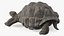 Giant Turtle Lying Down Pose