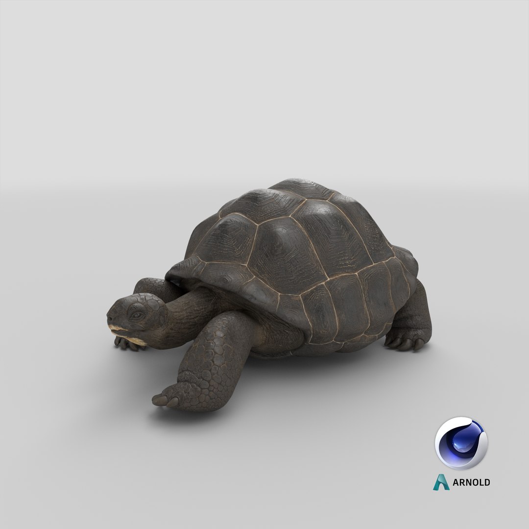 3D Giant Turtle Lying Down Pose https://p.turbosquid.com/ts-thumb/jg/Bbch7L/C7/stemcell_cinema_4d_arnold_render/png/1705488746/1920x1080/fit_q87/7a5b59b0886b58460c4949f9b7b37922fd1e0ccc/stemcell_cinema_4d_arnold_render.jpg