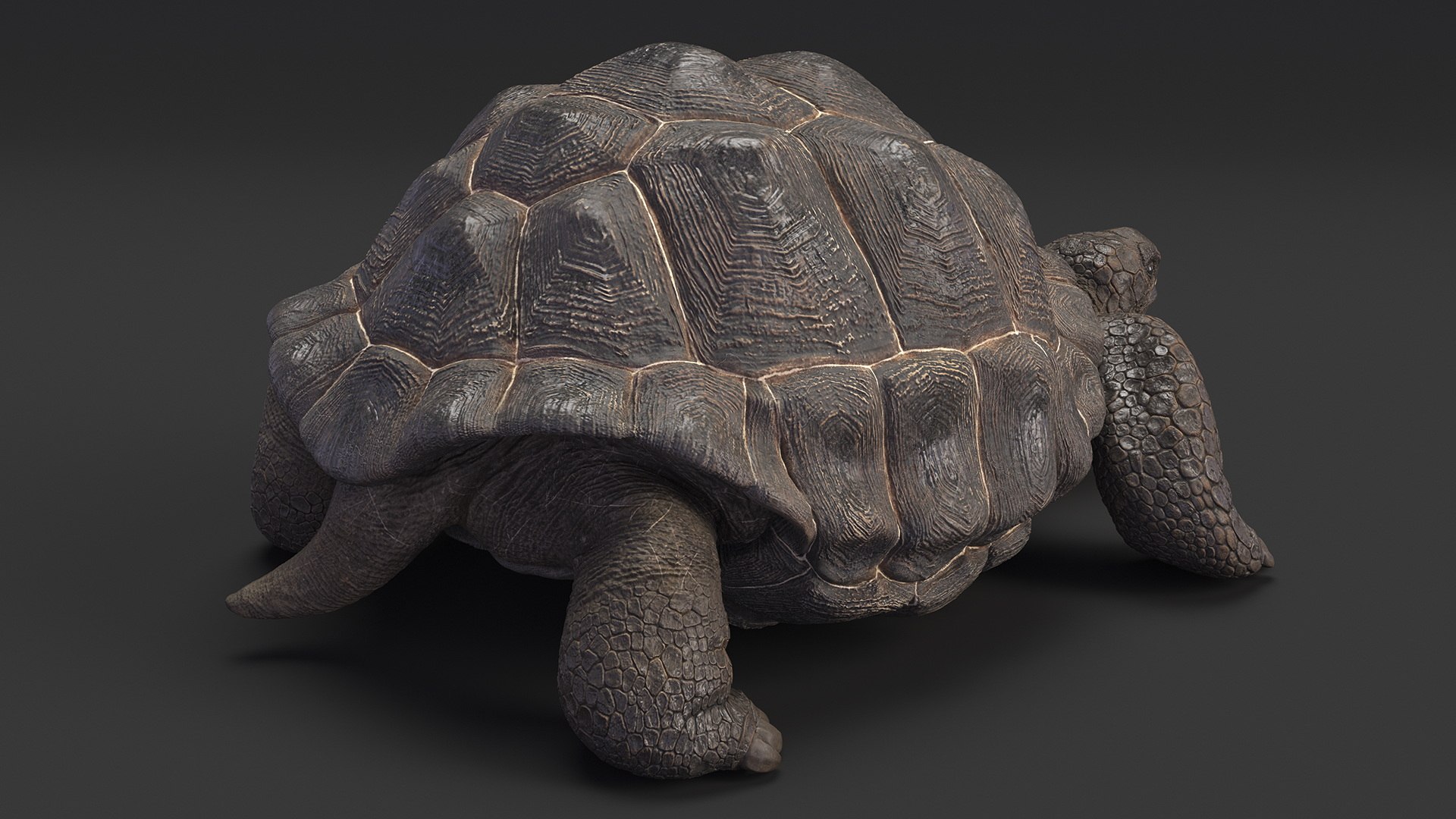 3D Giant Turtle Lying Down Pose https://p.turbosquid.com/ts-thumb/jg/Bbch7L/Eh/giantturtlelyingdownpose3dmodel007/jpg/1692505959/1920x1080/fit_q87/33eebded5fb22919b56b72778a7bb43c74987afd/giantturtlelyingdownpose3dmodel007.jpg