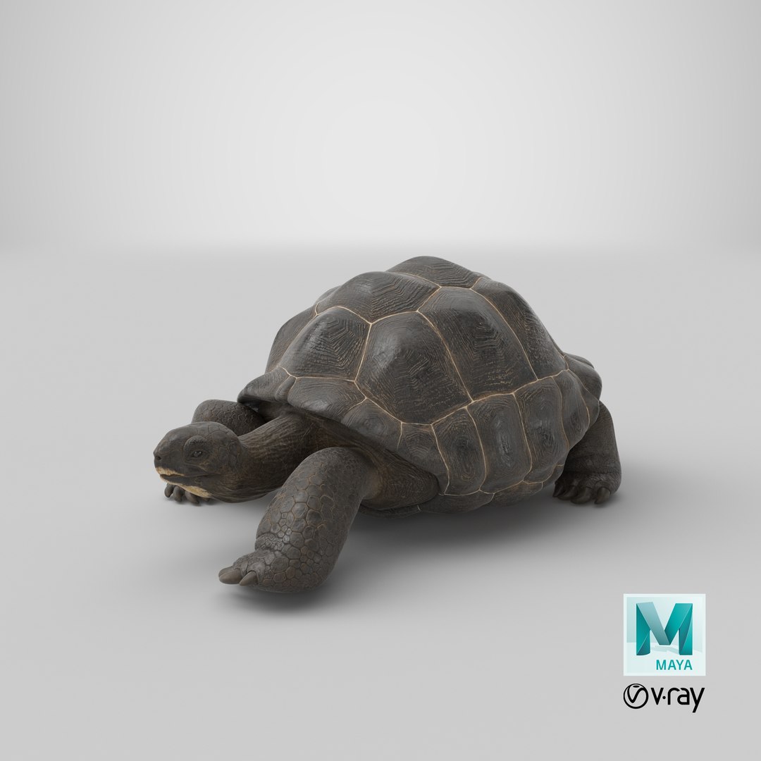 3D Giant Turtle Lying Down Pose https://p.turbosquid.com/ts-thumb/jg/Bbch7L/Iz/stemcell_maya_vray_render/png/1705488734/1920x1080/fit_q87/9b135c99bf32ab9a42219779b86e237f40c29c11/stemcell_maya_vray_render.jpg