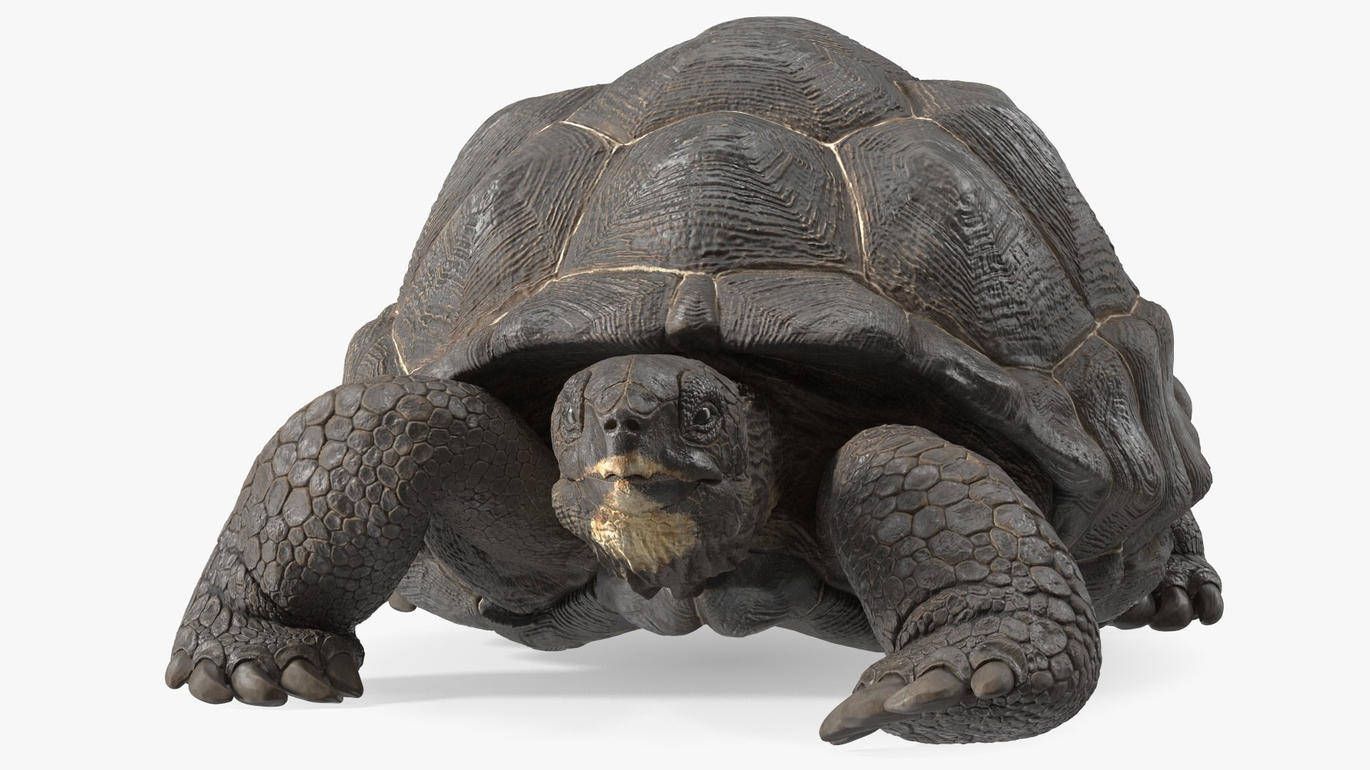 3D Giant Turtle Lying Down Pose https://p.turbosquid.com/ts-thumb/jg/Bbch7L/KM/giantturtlelyingdownpose3dmodel009/jpg/1692505966/1920x1080/fit_q87/2d99c246d138fd809f58247f6a19523cf04fb9dc/giantturtlelyingdownpose3dmodel009.jpg