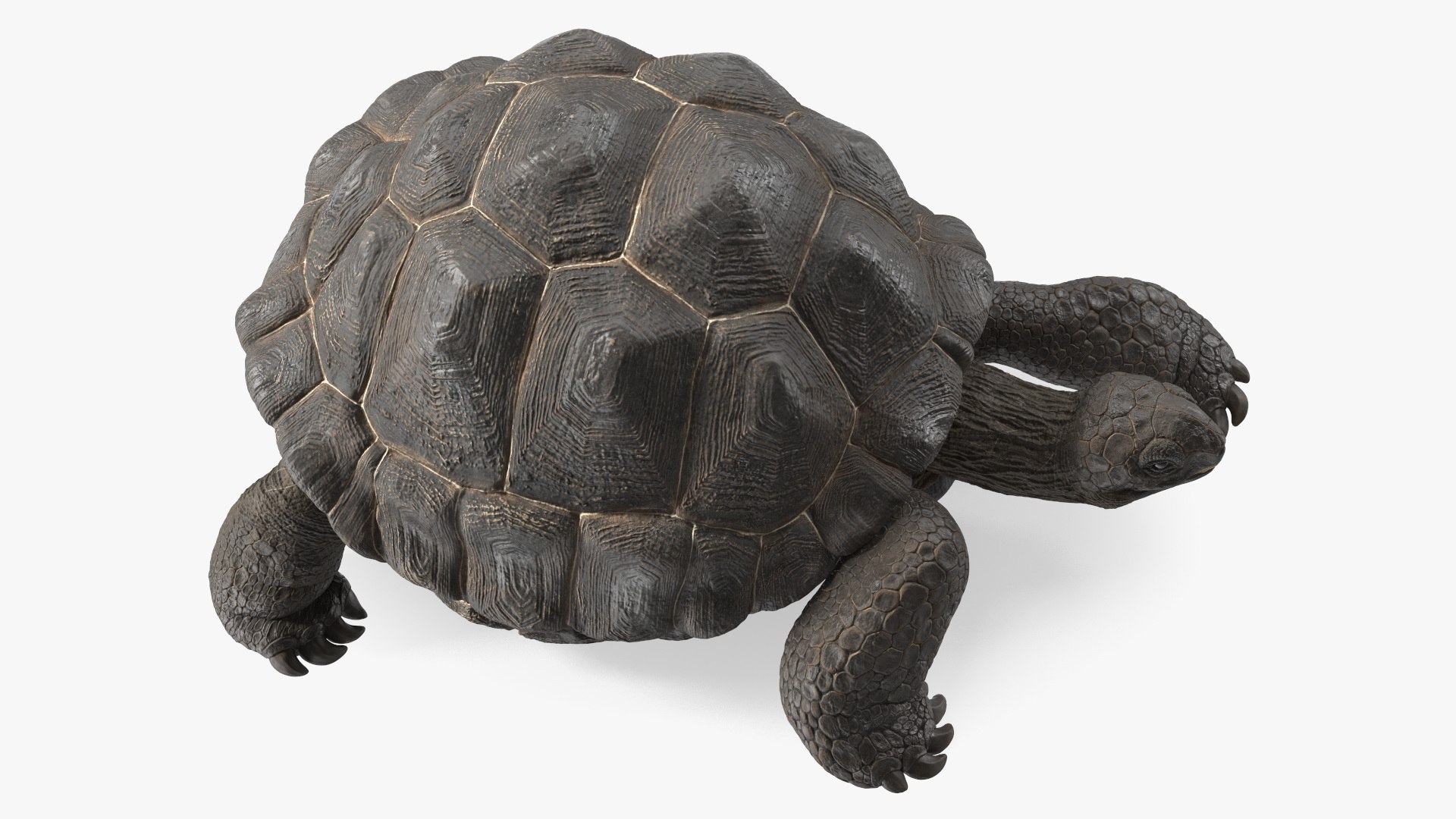 3D Giant Turtle Lying Down Pose https://p.turbosquid.com/ts-thumb/jg/Bbch7L/KP/giantturtlelyingdownpose3dmodel013/jpg/1692505983/1920x1080/fit_q87/256ad18425a9c80e56114a2543fea37b66a55769/giantturtlelyingdownpose3dmodel013.jpg