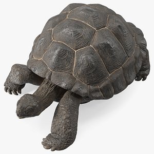 3D Giant Turtle Lying Down Pose