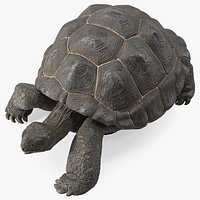 Giant Turtle Lying Down Pose