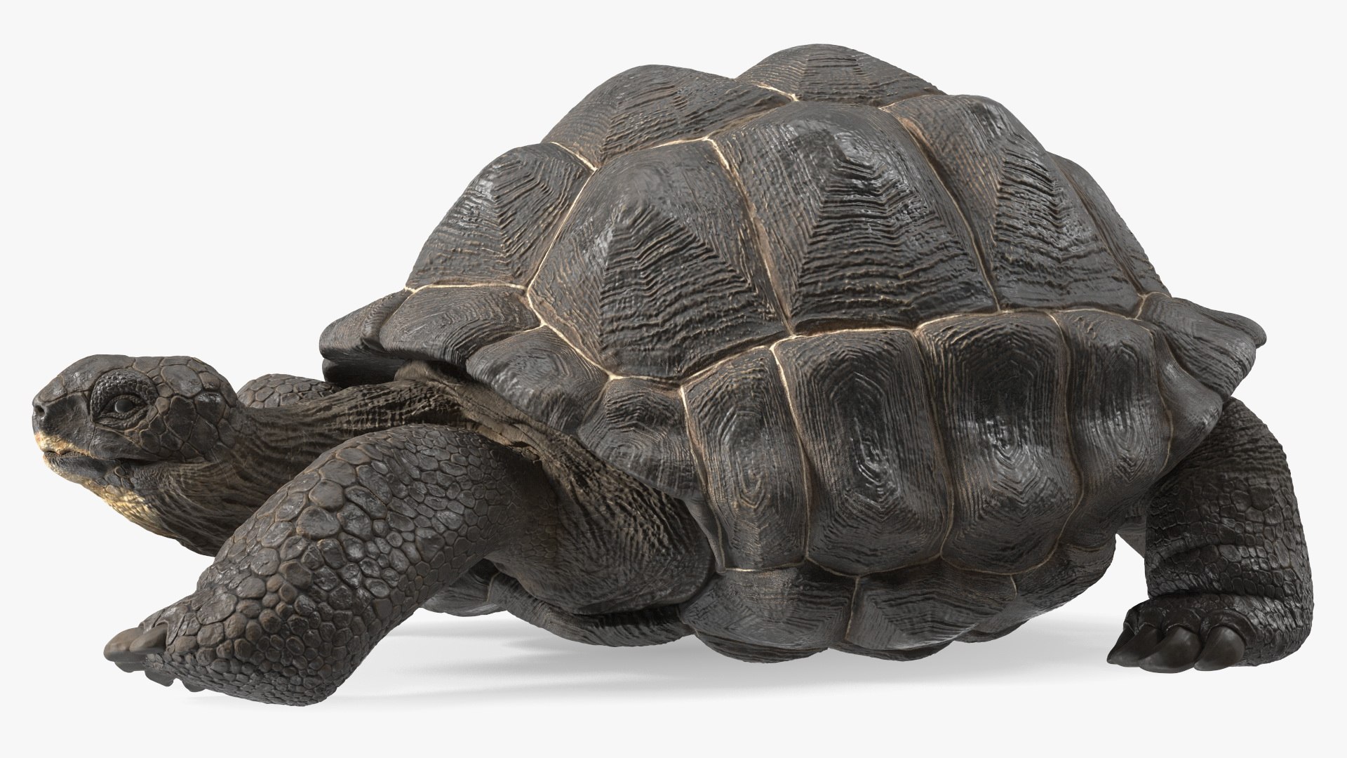 3D Giant Turtle Lying Down Pose https://p.turbosquid.com/ts-thumb/jg/Bbch7L/ZQ/giantturtlelyingdownpose3dmodel010/jpg/1692505970/1920x1080/fit_q87/14483e4068e4d4f637f81ce76e64d11793383853/giantturtlelyingdownpose3dmodel010.jpg