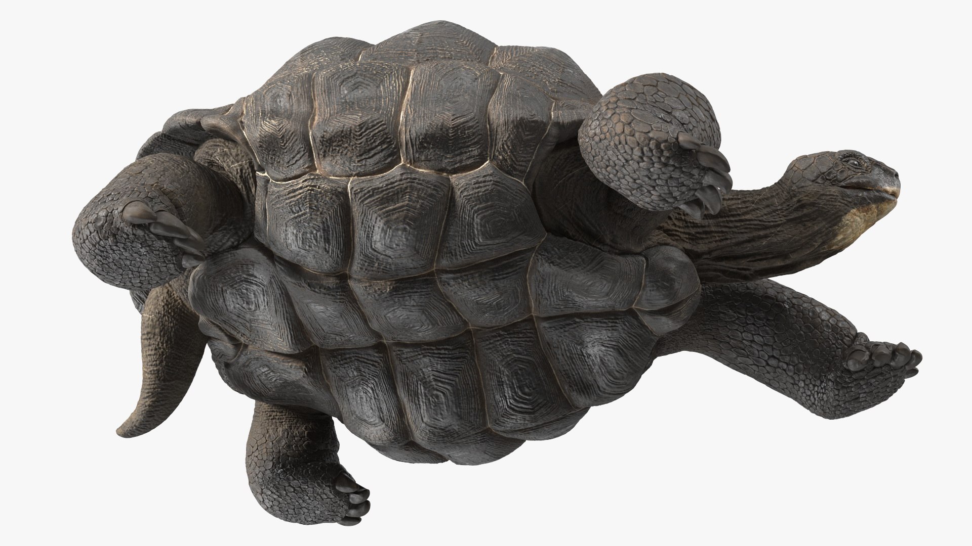 3D Giant Turtle Lying Down Pose https://p.turbosquid.com/ts-thumb/jg/Bbch7L/kl/giantturtlelyingdownpose3dmodel014/jpg/1692505986/1920x1080/fit_q87/aa6f50a6c09b858c8c37e488118e6f0fe6422674/giantturtlelyingdownpose3dmodel014.jpg