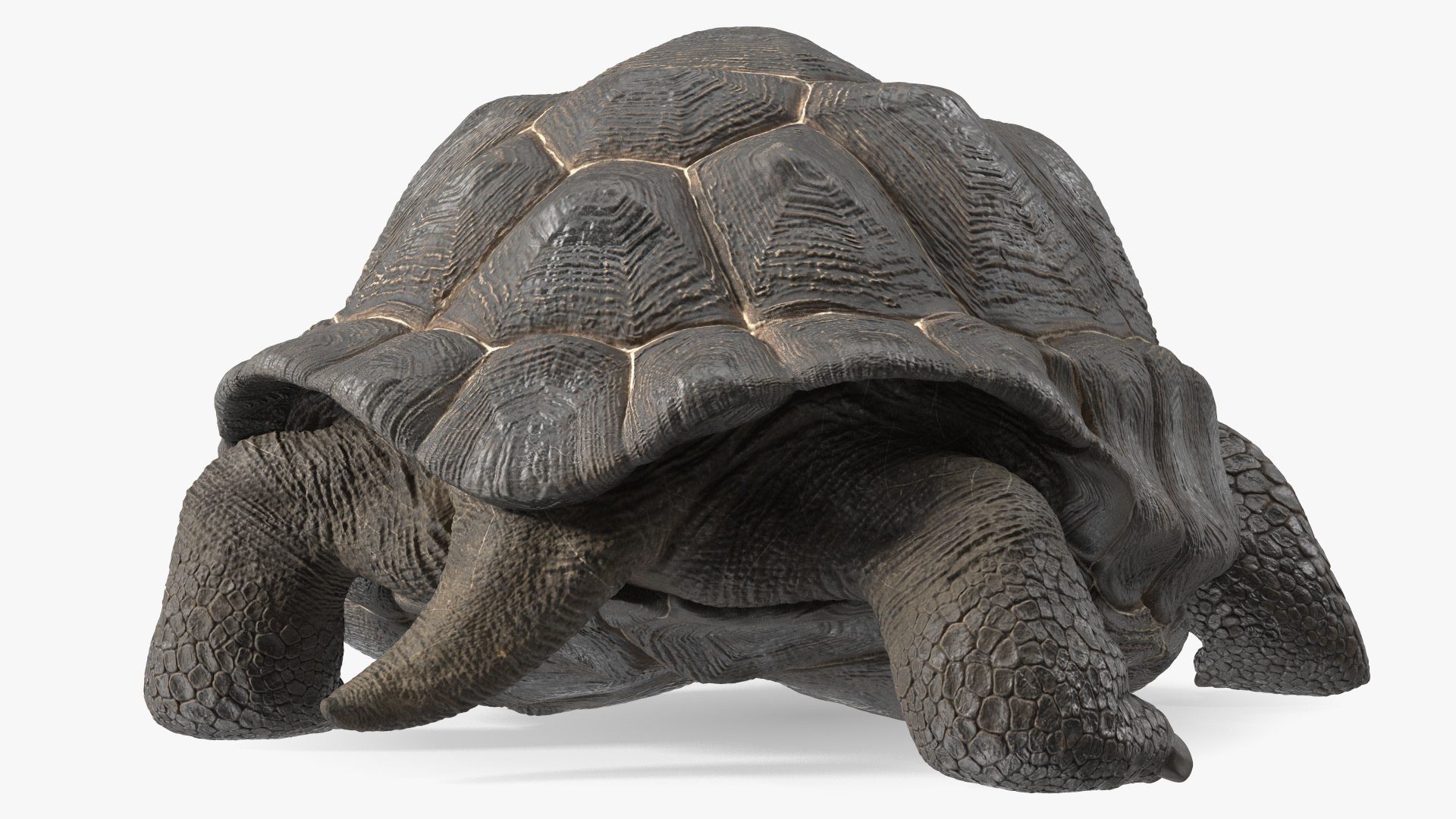 3D Giant Turtle Lying Down Pose https://p.turbosquid.com/ts-thumb/jg/Bbch7L/l6/giantturtlelyingdownpose3dmodel012/jpg/1692505978/1920x1080/fit_q87/8f4b7130693ee9cdb2a51a6ae338c6966f3e0a38/giantturtlelyingdownpose3dmodel012.jpg