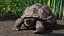 Giant Turtle Lying Down Pose