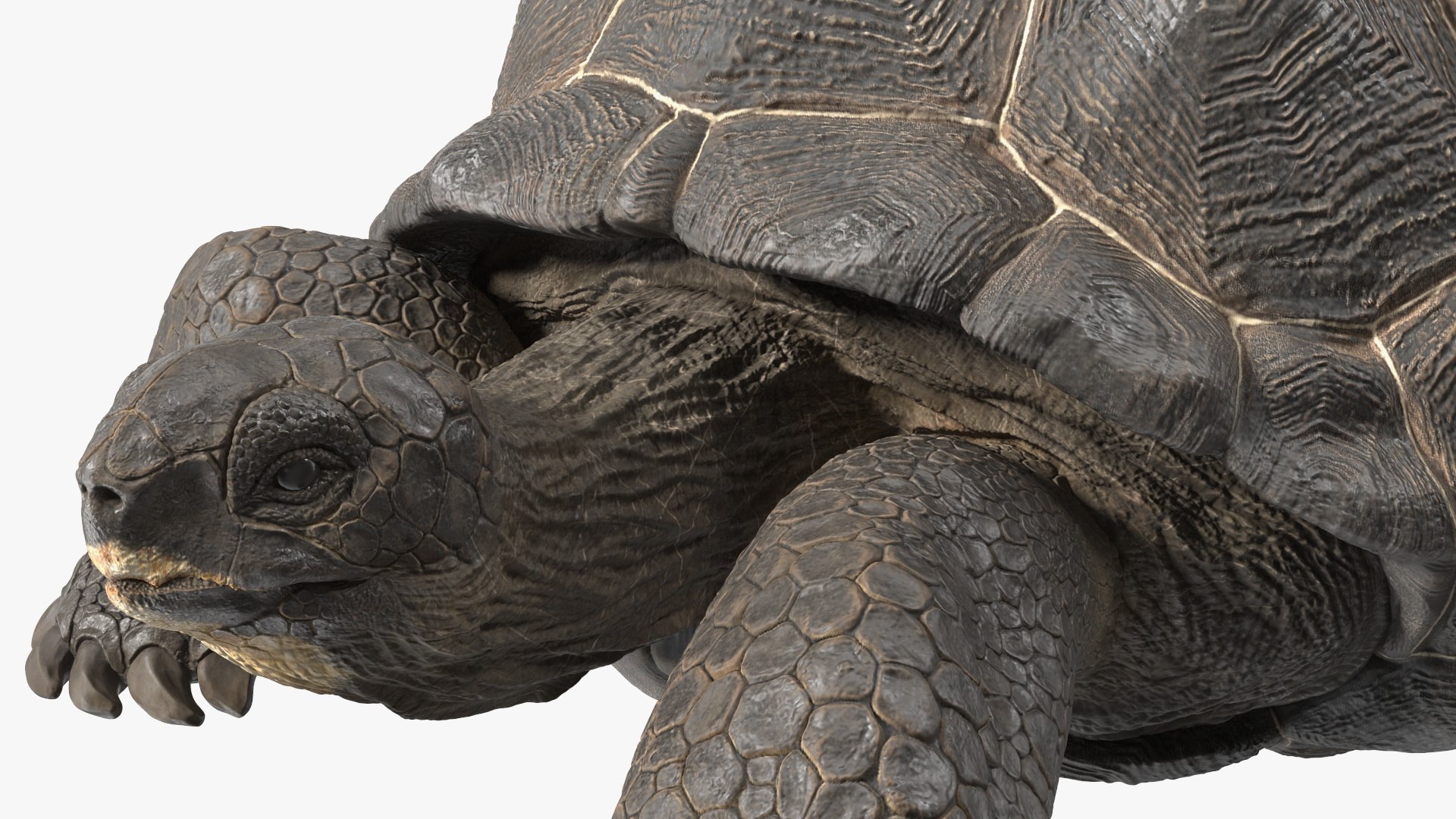 3D Giant Turtle Lying Down Pose https://p.turbosquid.com/ts-thumb/jg/Bbch7L/yC/giantturtlelyingdownpose3dmodel015/jpg/1692505990/1920x1080/fit_q87/ce2f7c93cd27ea89509eb1ac5bd2d7a28b48c1f7/giantturtlelyingdownpose3dmodel015.jpg