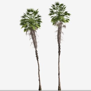 Set of Mexican fan palm or Washingtonia robusta Tree - 2 Trees model