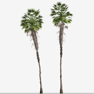 Set of Mexican fan palm or Washingtonia robusta Tree - 2 Trees