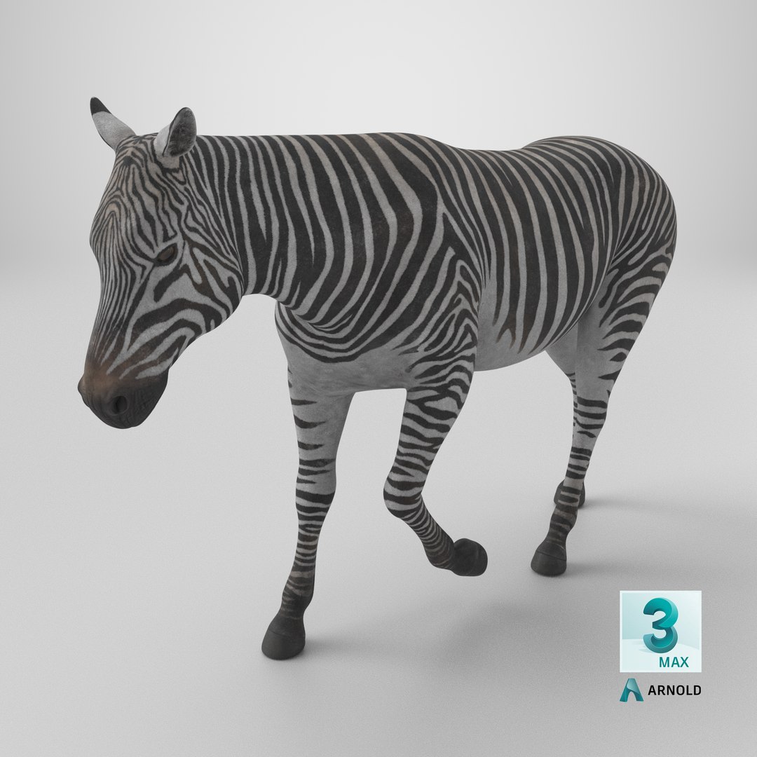 African Zebra Walking 3D https://p.turbosquid.com/ts-thumb/jg/E2ZLTC/2W/stemcell_max_arnold_render/png/1743359867/1920x1080/fit_q87/d229e5a1bb3828365eab076964d69e2a0921df83/stemcell_max_arnold_render.jpg