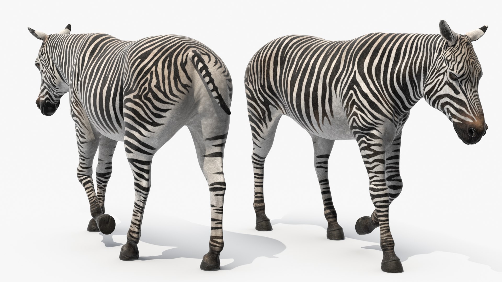 African Zebra Walking 3D https://p.turbosquid.com/ts-thumb/jg/E2ZLTC/Er/african_zebra_walking_010/jpg/1740184399/1920x1080/fit_q87/3ec983ba85bc9ea8a559ef14eb2d65874517574c/african_zebra_walking_010.jpg