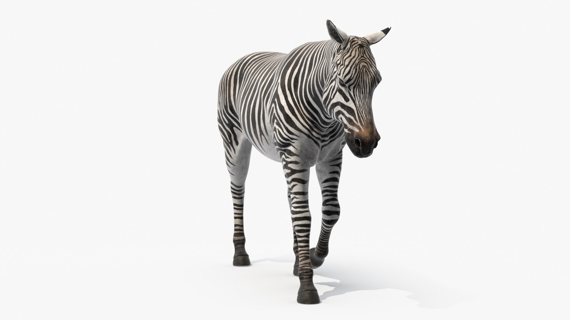 African Zebra Walking 3D https://p.turbosquid.com/ts-thumb/jg/E2ZLTC/Fh/african_zebra_walking_006/jpg/1740184380/1920x1080/fit_q87/1ffb907334cce97ab5551335a32d97610048fce5/african_zebra_walking_006.jpg