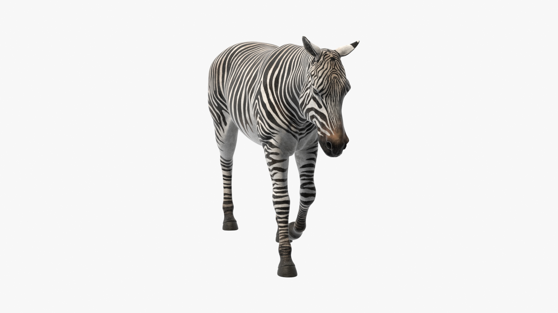 African Zebra Walking 3D https://p.turbosquid.com/ts-thumb/jg/E2ZLTC/Xc/african_zebra_walking_360/jpg/1740184115/1920x1080/turn_fit_q99/ced476da4f75e7ca7d42e7089cd776a5f8f8ec6d/african_zebra_walking_360-1.jpg