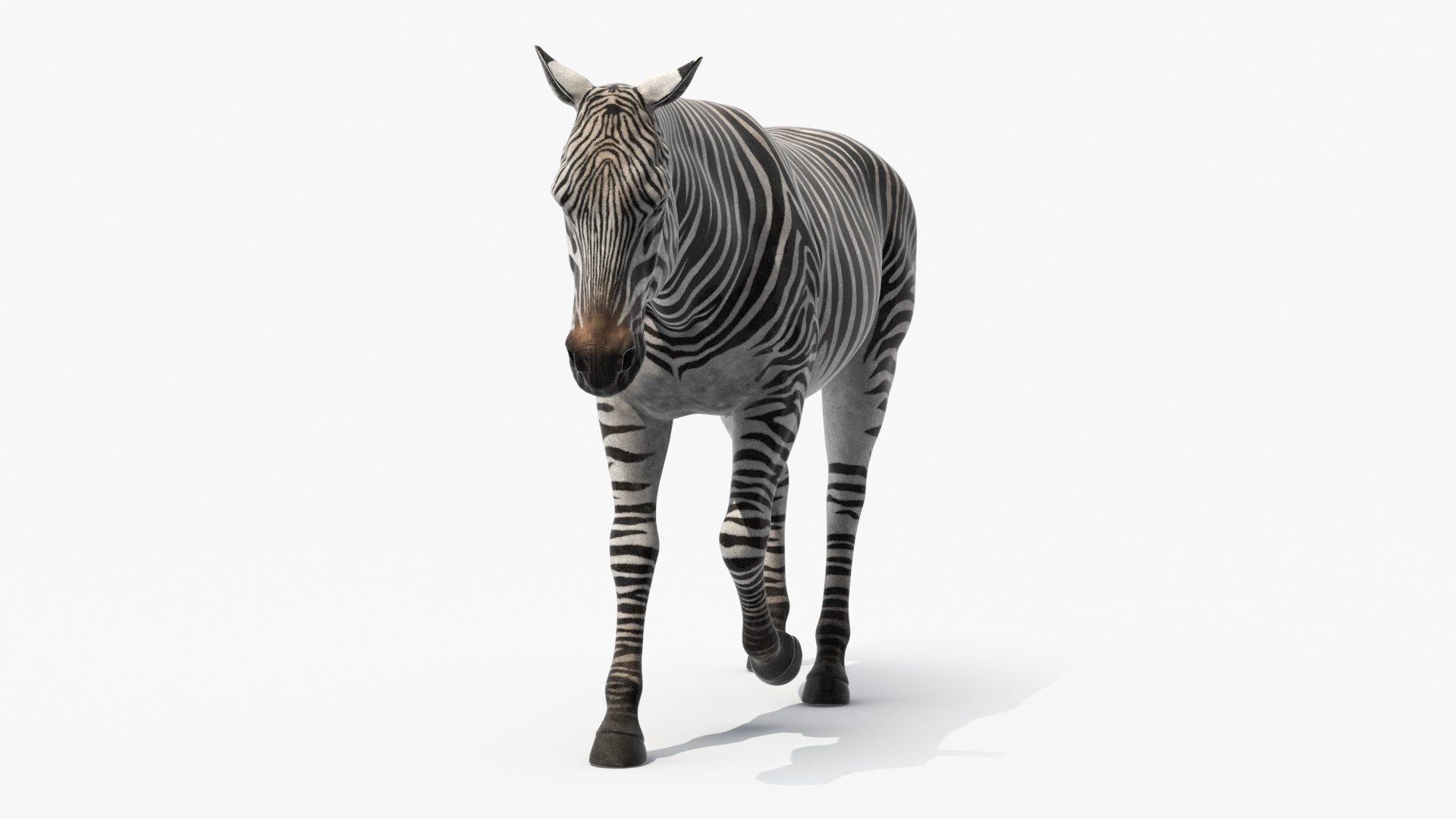 African Zebra Walking 3D https://p.turbosquid.com/ts-thumb/jg/E2ZLTC/Yl/african_zebra_walking_002/jpg/1740184111/1920x1080/fit_q87/74ba1397a1d5b29930a259f42356be5c70099097/african_zebra_walking_002.jpg