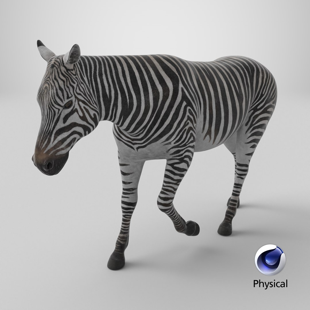 African Zebra Walking 3D https://p.turbosquid.com/ts-thumb/jg/E2ZLTC/b1/stemcell_cinema_4d_physical_render/png/1743359863/1920x1080/fit_q87/d8ec8bc5f574e6612b26b7113552cc8bb39f69c9/stemcell_cinema_4d_physical_render.jpg