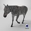 African Zebra Walking