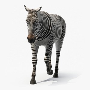 African Zebra Walking
