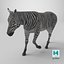 African Zebra Walking