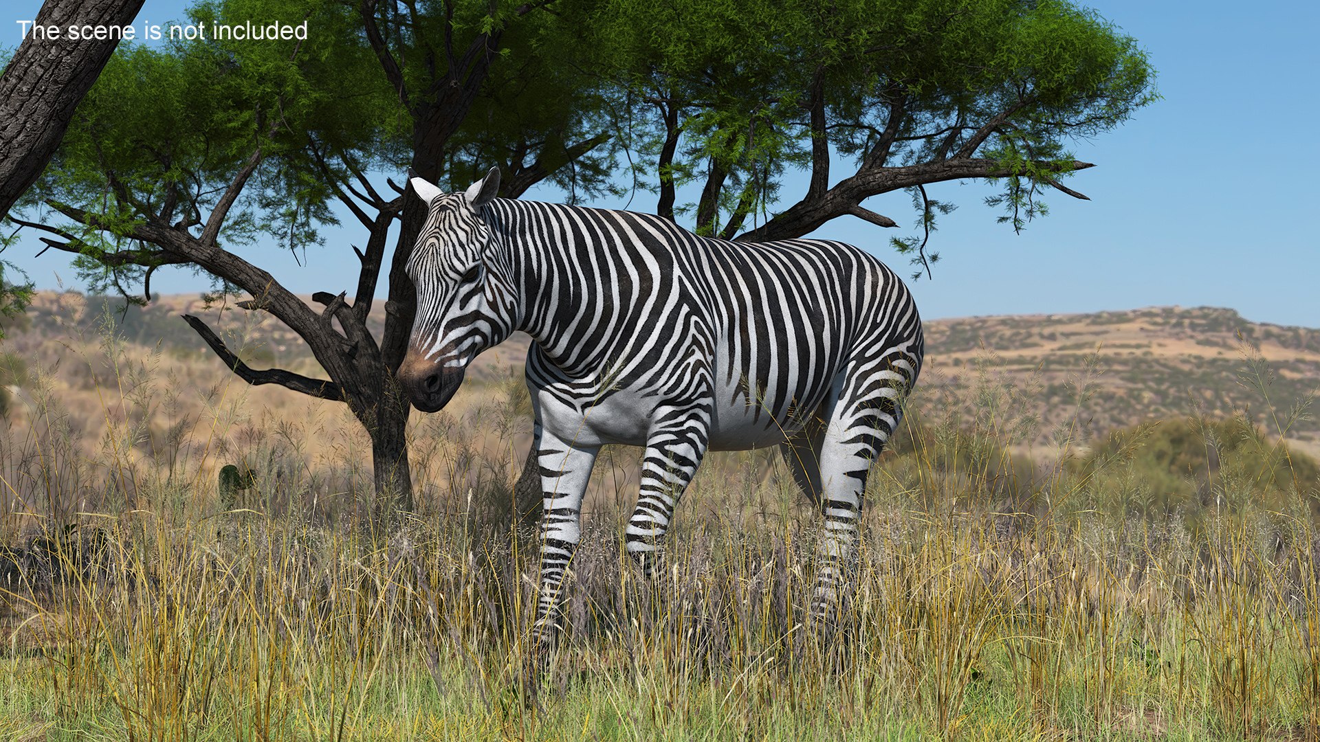 African Zebra Walking 3D https://p.turbosquid.com/ts-thumb/jg/E2ZLTC/m5/african_zebra_walking_003/jpg/1740184367/1920x1080/fit_q87/72f5e35d8ea647ddf59cb34cf57330e93db473ab/african_zebra_walking_003.jpg