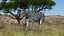 African Zebra Walking