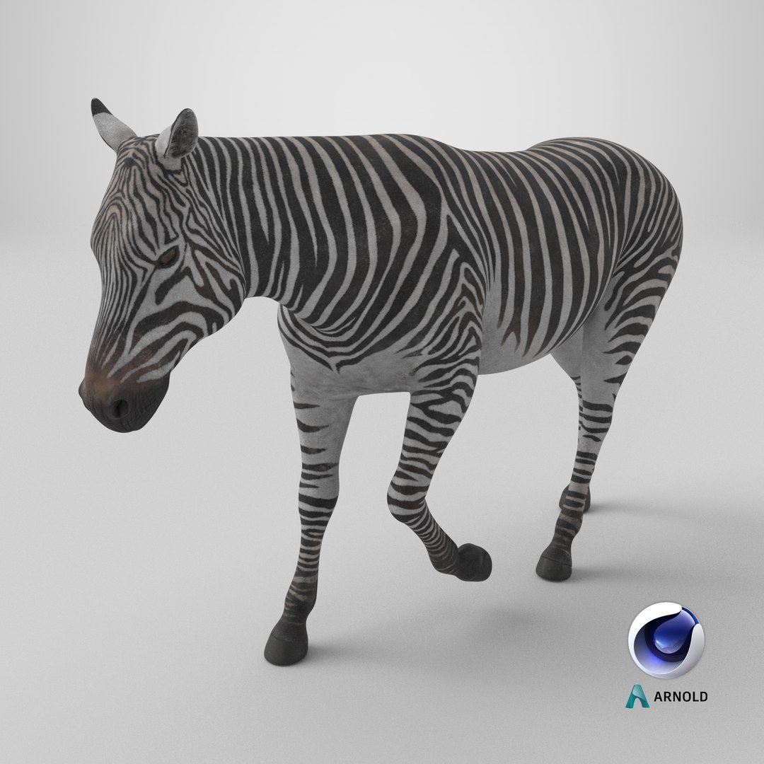 African Zebra Walking 3D https://p.turbosquid.com/ts-thumb/jg/E2ZLTC/sY/stemcell_cinema_4d_arnold_render/png/1743359862/1920x1080/fit_q87/e071ce88e623e5ba044a264389cf2a264505426b/stemcell_cinema_4d_arnold_render.jpg