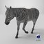 African Zebra Walking