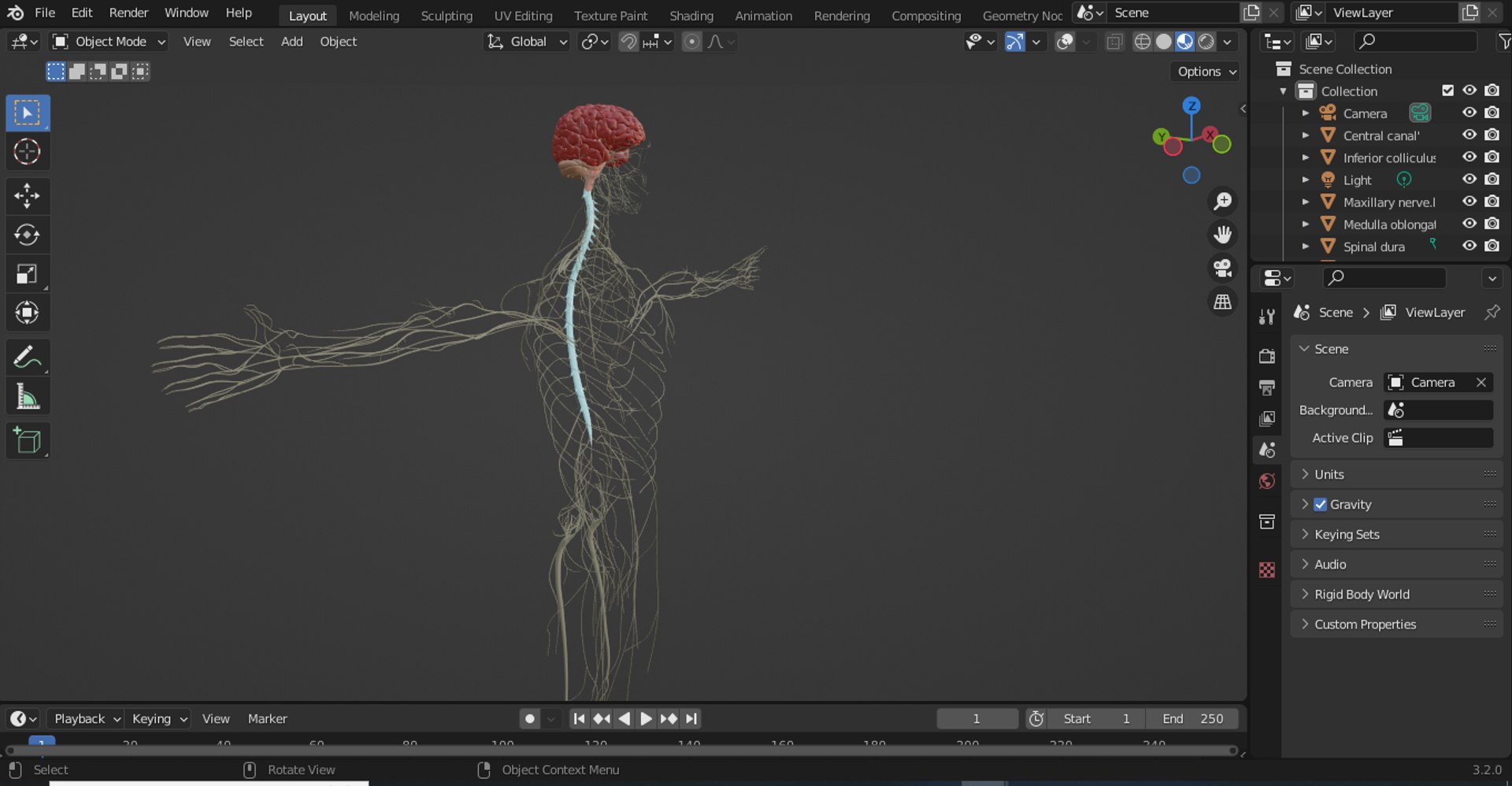 3D Model Of Male Anatomy Nervous System 3D Model - TurboSquid 2181896