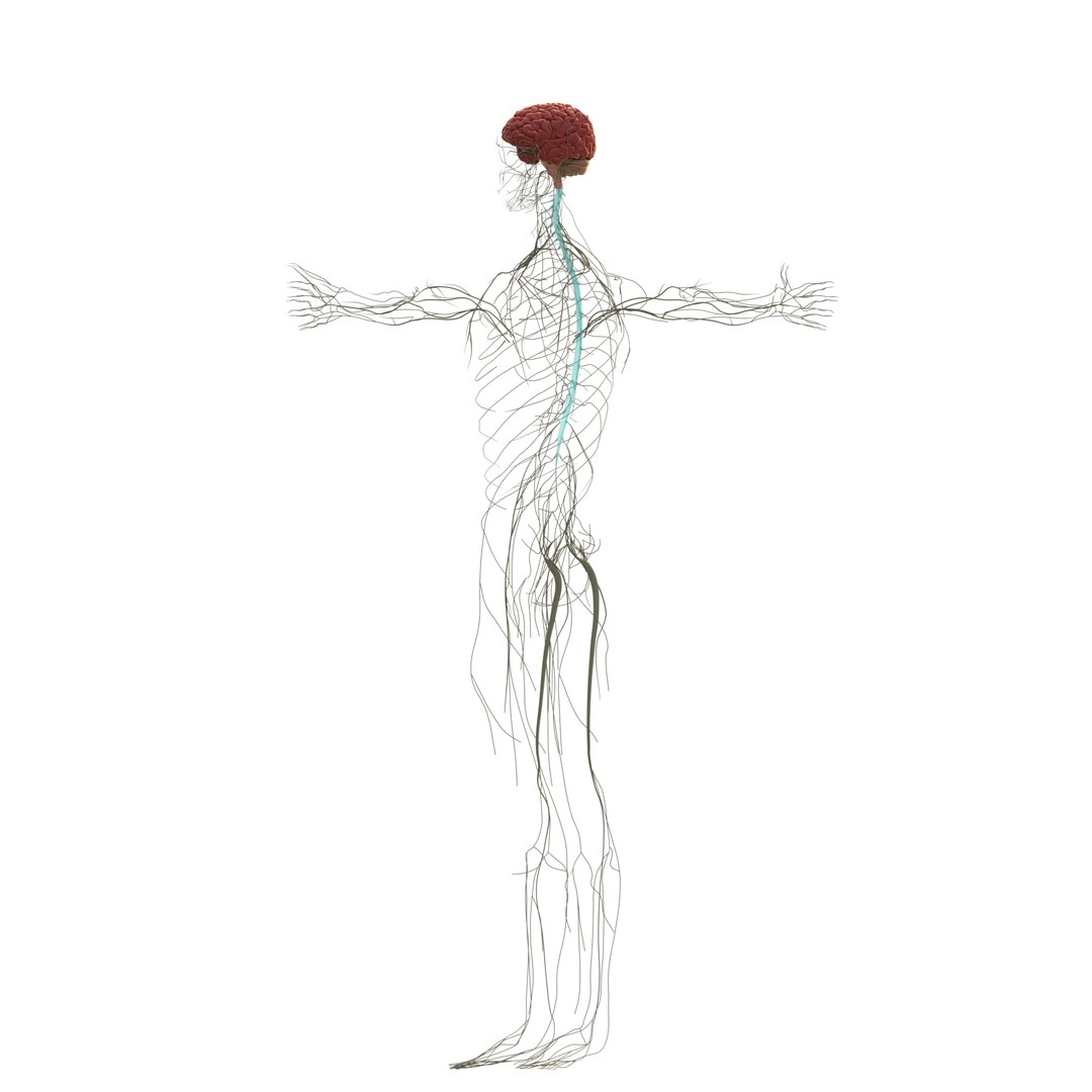 3D Model Of Male Anatomy Nervous System 3D Model - TurboSquid 2181896