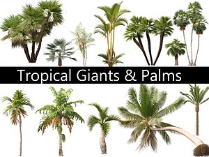 3D Tropical Giants Palms Pack 02