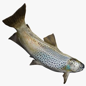 TROUT L1447 3D