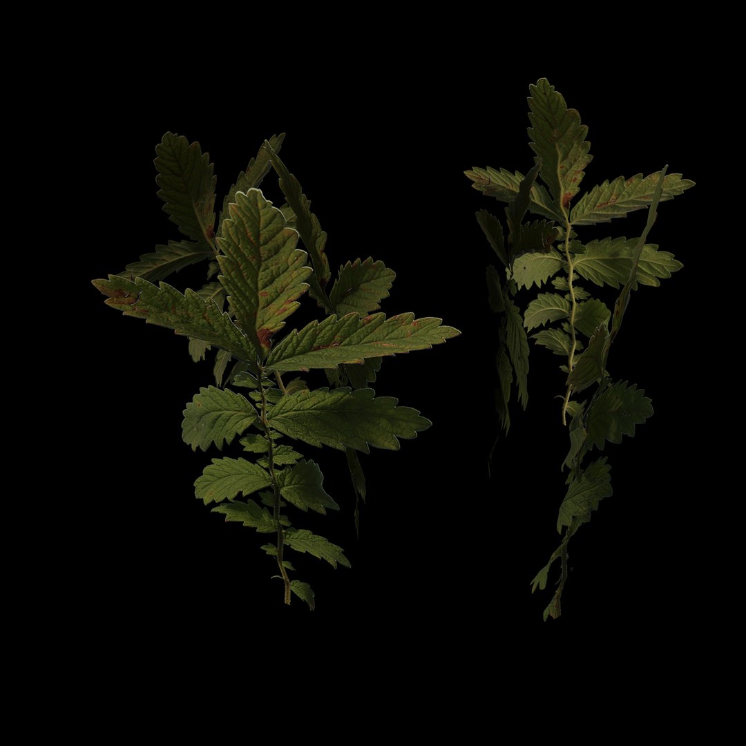 3D model grass plant https://p.turbosquid.com/ts-thumb/jg/N543I1/WI/7/jpg/1613333566/1920x1080/fit_q87/e665ff80b1158f03f08348a0047f20b42d4cd2d9/7.jpg