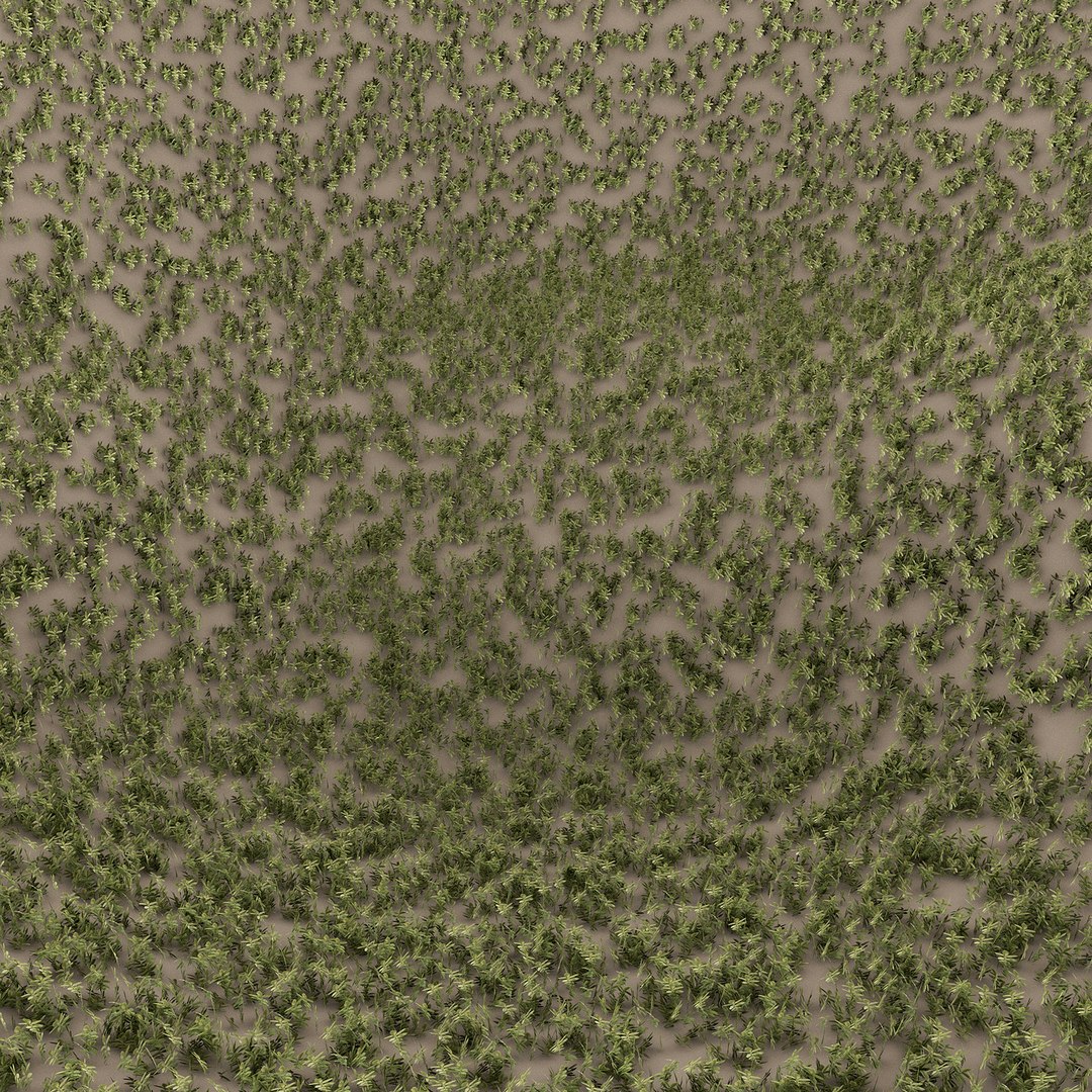 3D model grass plant https://p.turbosquid.com/ts-thumb/jg/N543I1/cO/5/jpg/1613333592/1920x1080/fit_q87/4ec4d83063b158c581b7d09730f623cf7b697b20/5.jpg