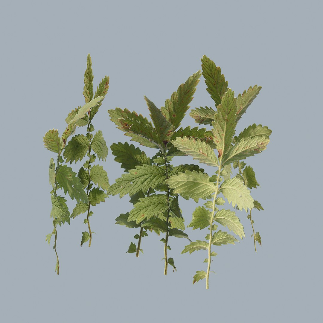 3D model grass plant https://p.turbosquid.com/ts-thumb/jg/N543I1/qX/1/jpg/1613333597/1920x1080/fit_q87/5cb6bfe354a9c994cb614f185251d284a420c4c2/1.jpg