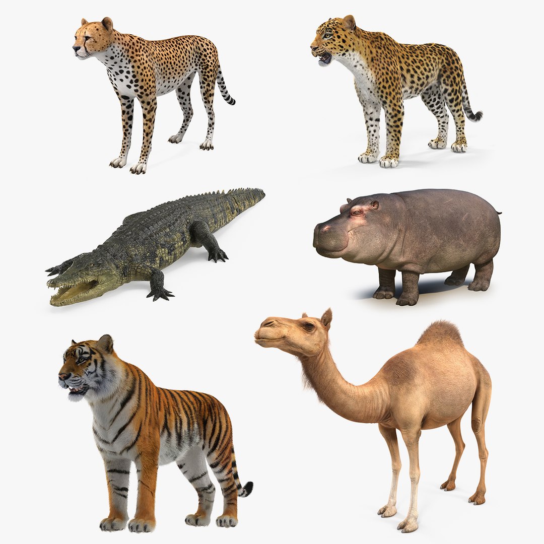 African Animals 3D Models Collection 3 3D model preview