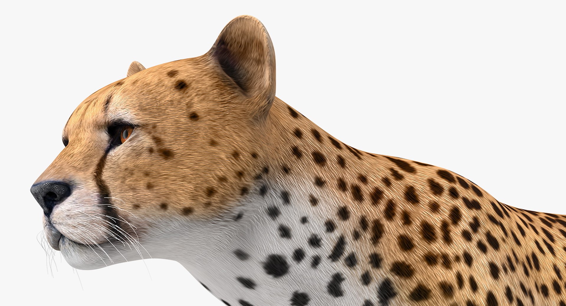 3D african animals 3 https://p.turbosquid.com/ts-thumb/jg/OOsS8t/HKpwIgHW/africananimalscollection33dmodel006/jpg/1561063051/1920x1080/fit_q87/37b8b17c01623a2166745f2dde5f3b11317477c0/africananimalscollection33dmodel006.jpg