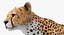Collection Animaux d'Afrique 3