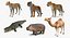 Collection Animaux d'Afrique 3
