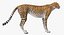 Collection Animaux d'Afrique 3