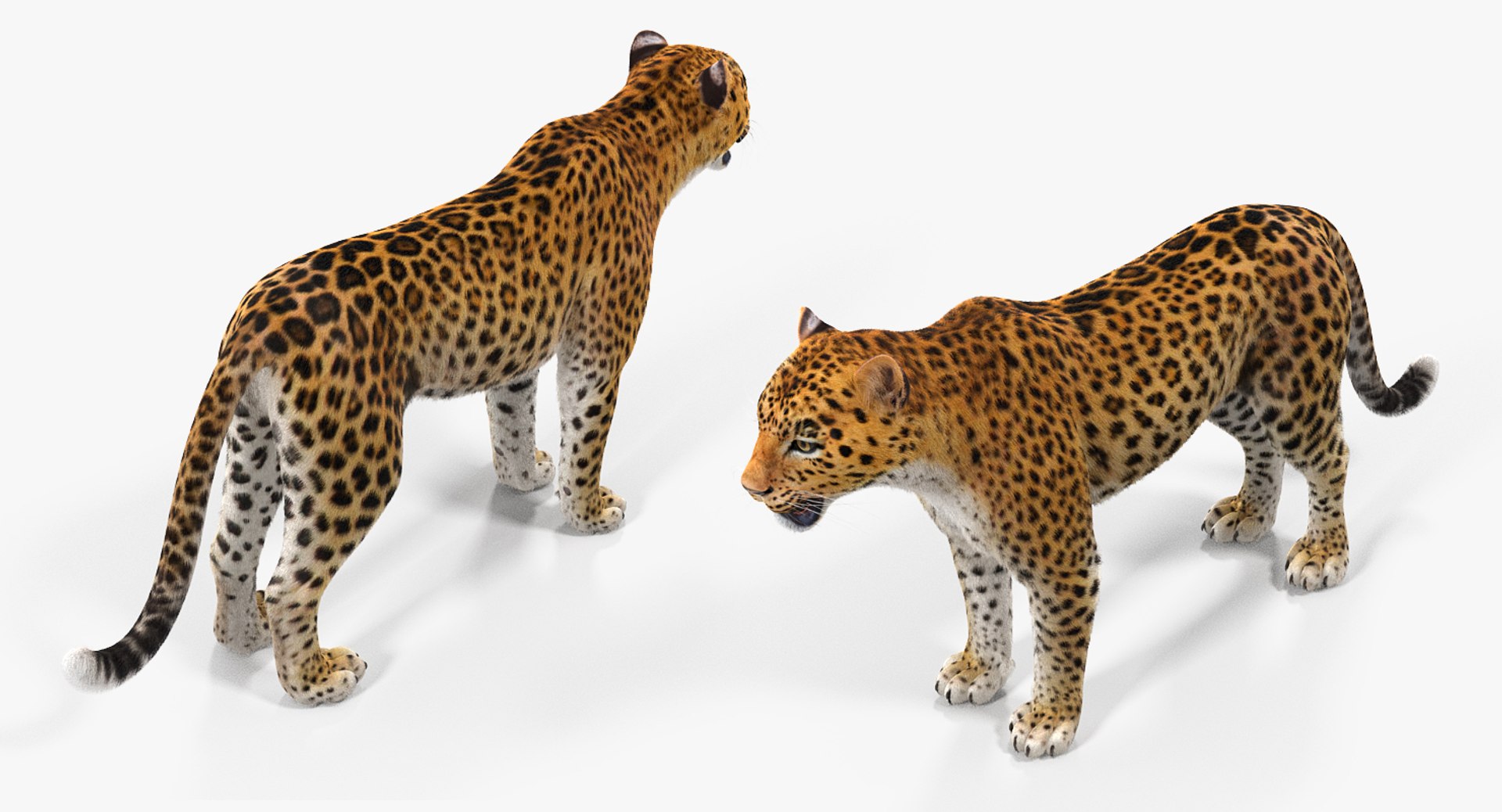 3D african animals 3 https://p.turbosquid.com/ts-thumb/jg/OOsS8t/ZPJaFwVm/africananimalscollection33dmodel011/jpg/1561063051/1920x1080/fit_q87/42642c3a767438b406b0192a3d7168330f52286f/africananimalscollection33dmodel011.jpg
