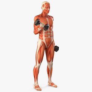 Anatomy Male Muscular System Biceps Curls Animated Rigged for Cinema 4D